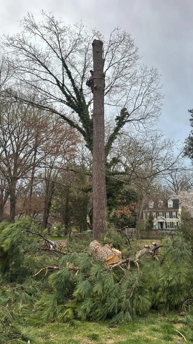 Climber working on a bare pine trunk after the limbs were removed