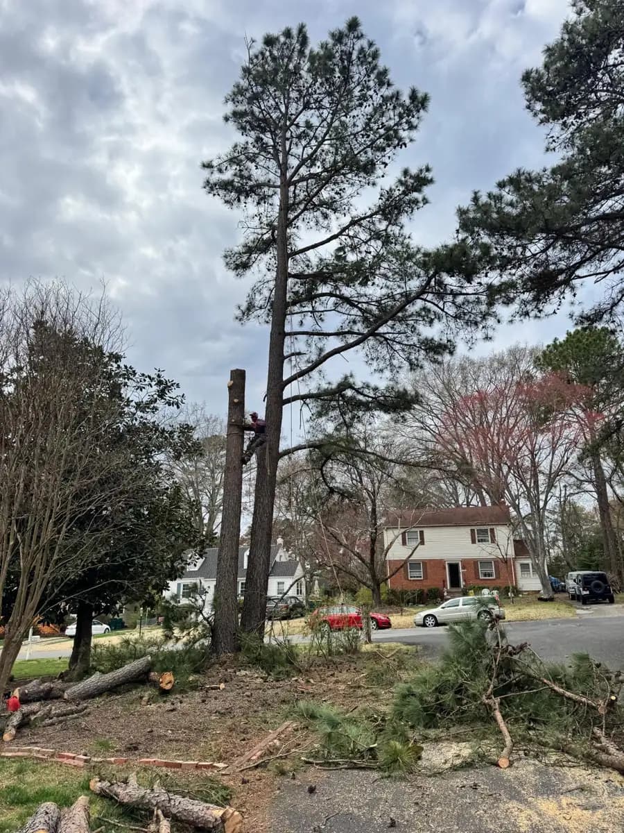 Climber taking down a tall pine in sections, the way large pines near houses are removed