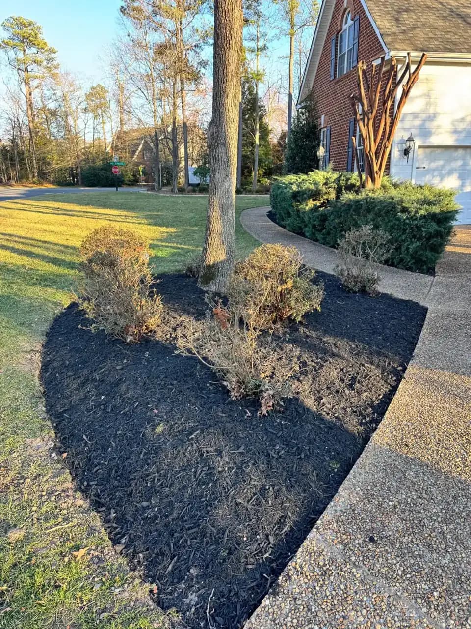 Fresh black mulch bed around a tree and shrubs in front of a brick home