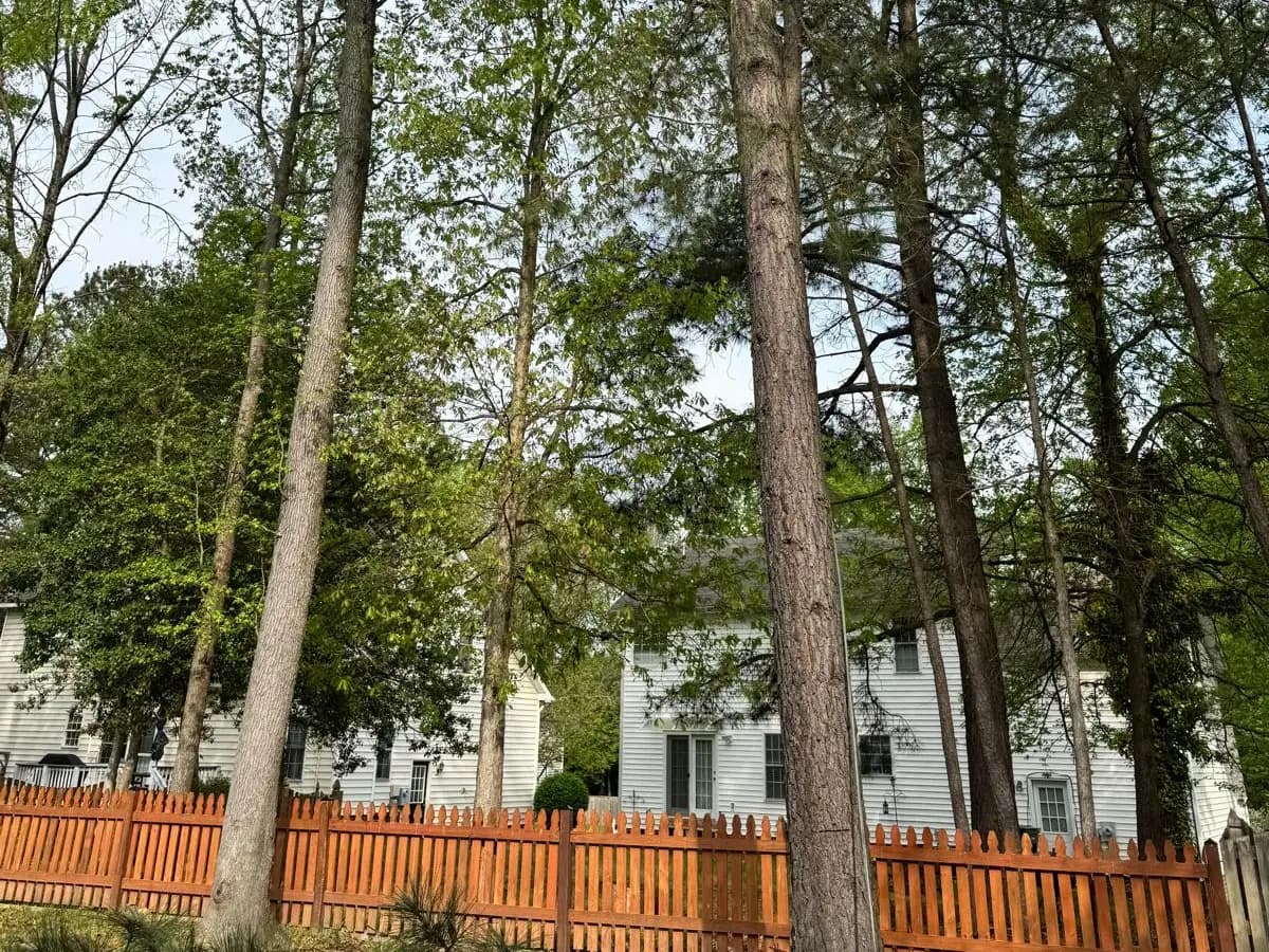 Before: dense pines and hardwoods crowding a backyard behind a wood fence