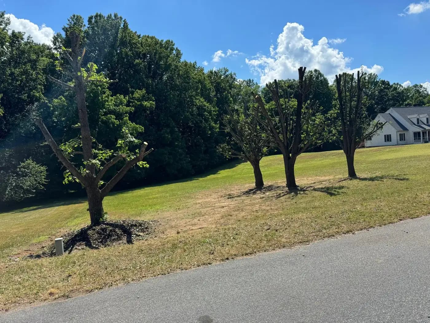 Row of trees cut down to their trunks along a driveway, partway through a removal job