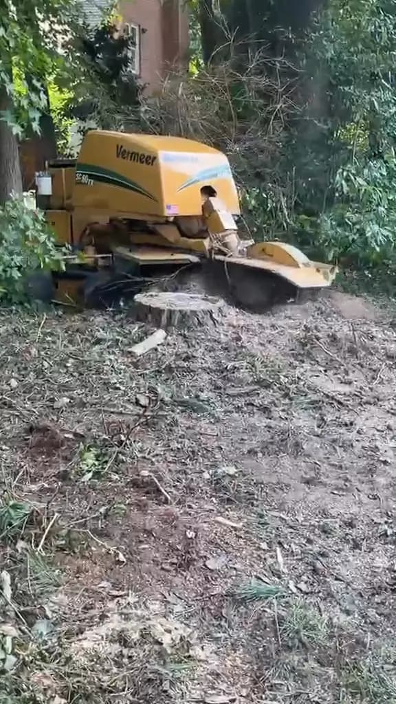 Stump grinder cutting a tree stump below the soil line in a wooded yard