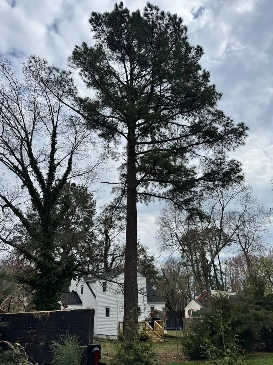 Tall pine tree standing behind a home before removal