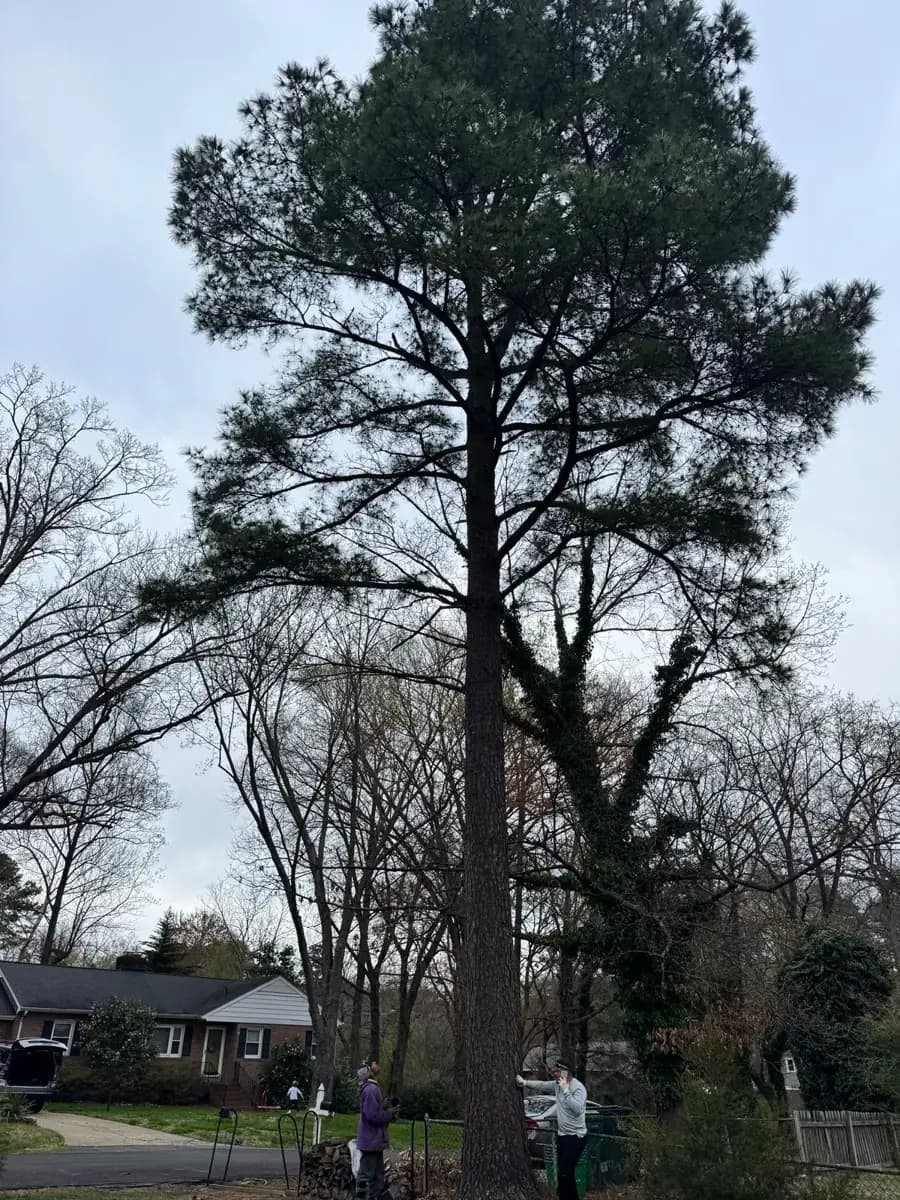 Ground crew setting up below a tall pine before removal