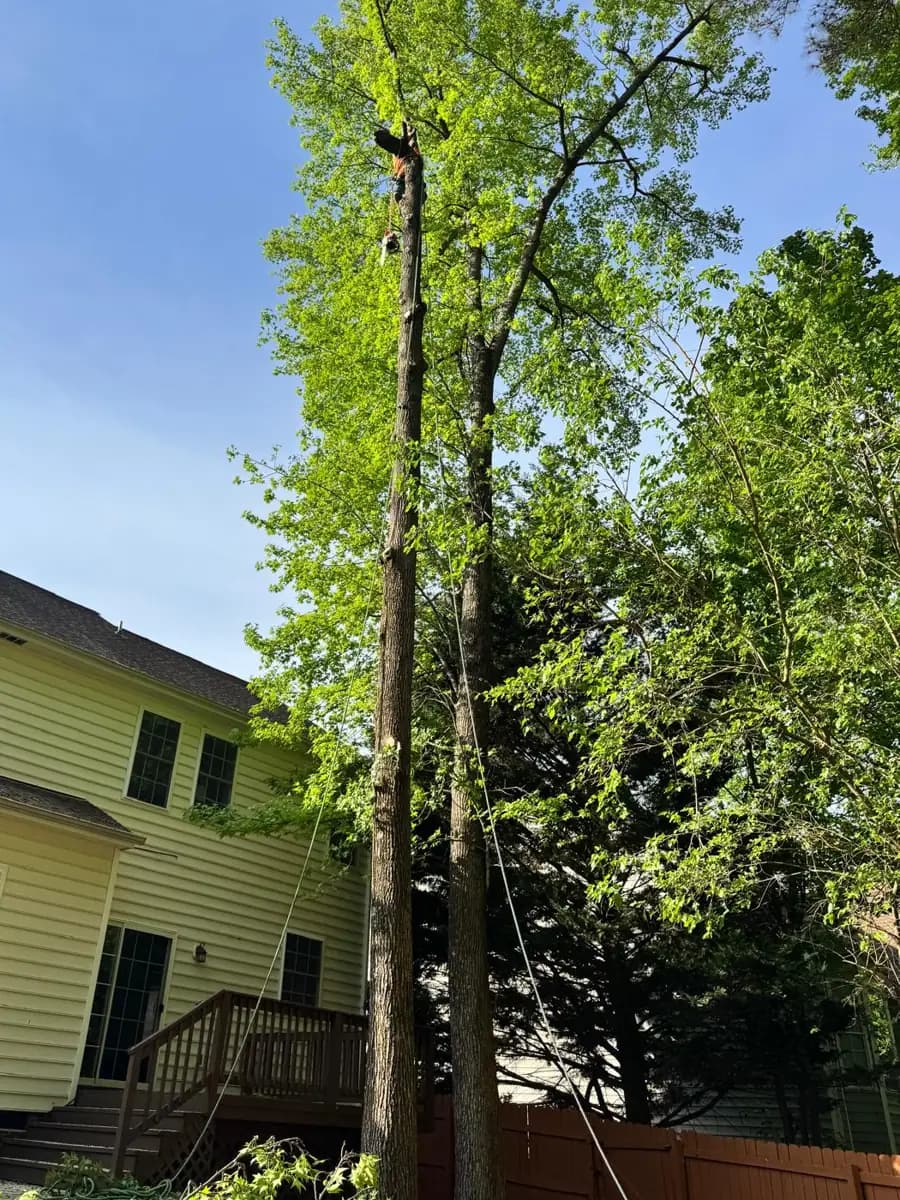 Tall tree next to a house and deck, rigged with rope before removal