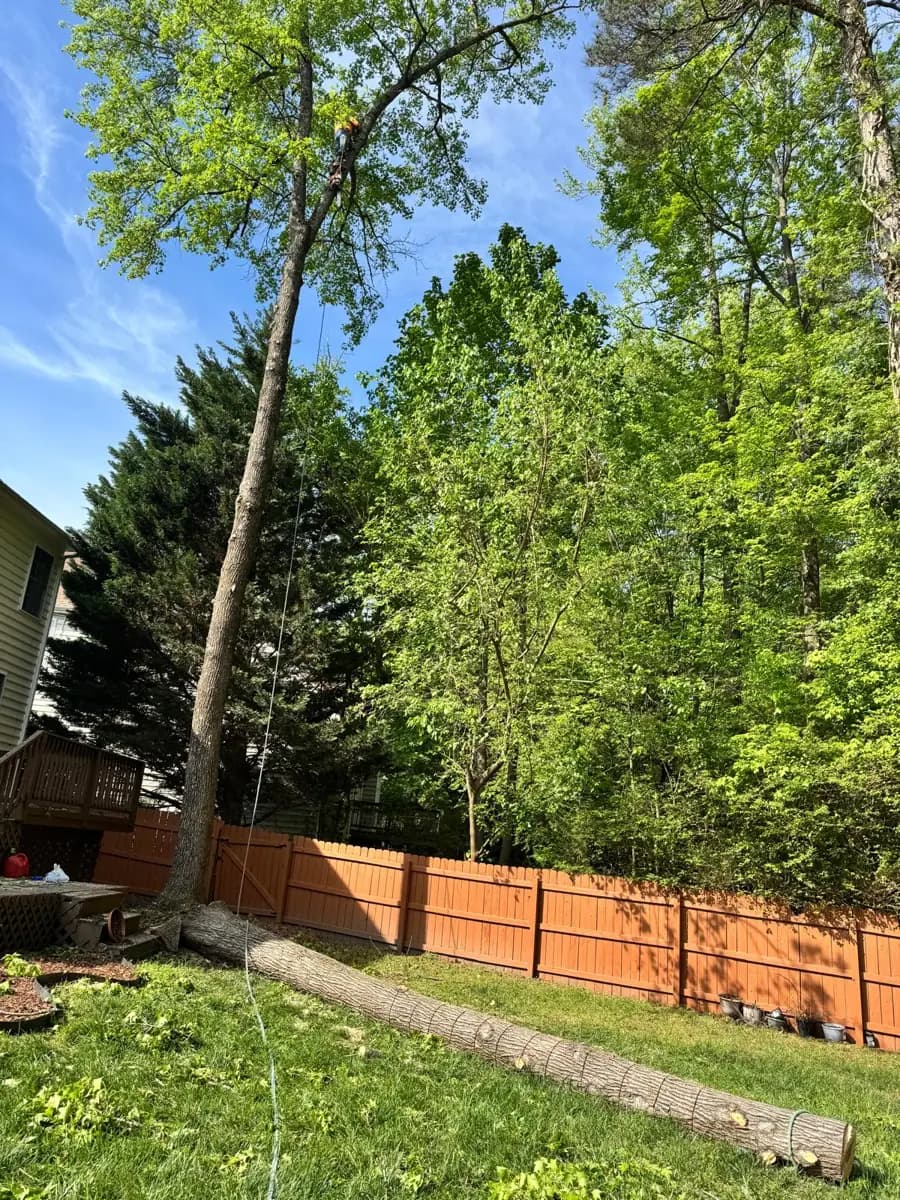 The trunk lowered onto the lawn without touching the fence or deck