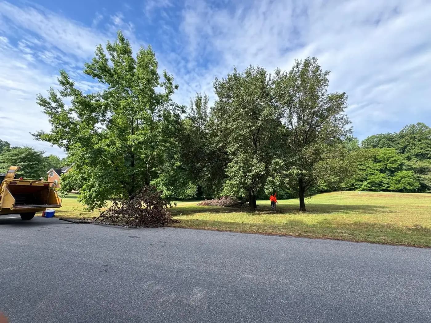 MG Tree Service crew working on a row of trees next to a wood chipper on a Richmond, VA lawn